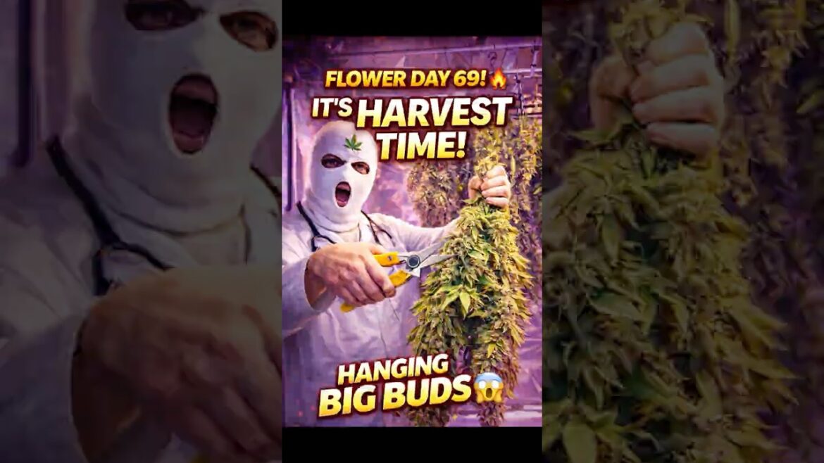 I Waited 69 Days for THIS… 😮‍💨🌱#shorts #viral #grow #plants