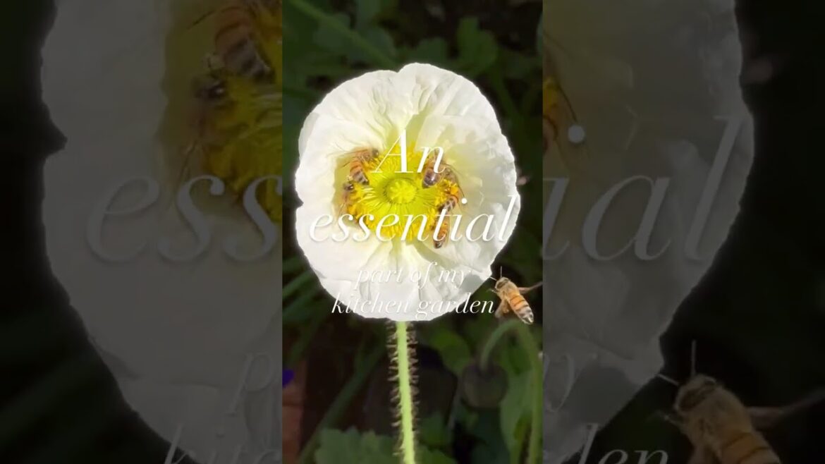 Comment “FLOWERS” for my kitchen garden flower cheatsheets. Comment “FLOWERS” for my kitchen garden flower cheatsheets.