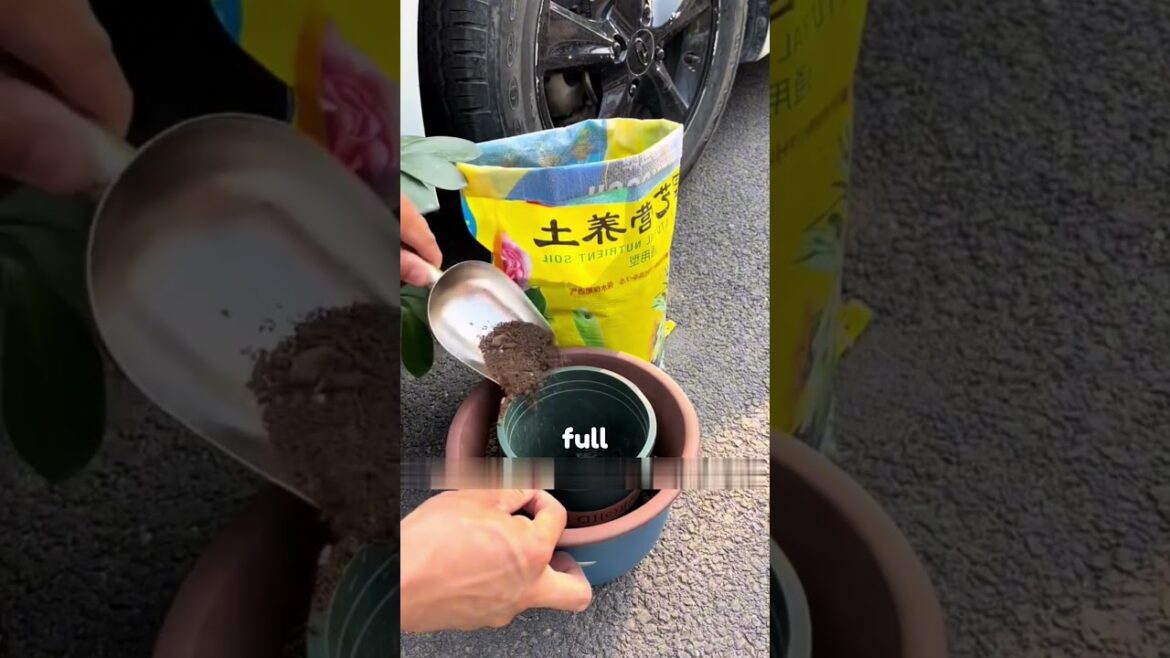 Correct repotting method 🌱#GardeningTips #PlantCare #Repotting