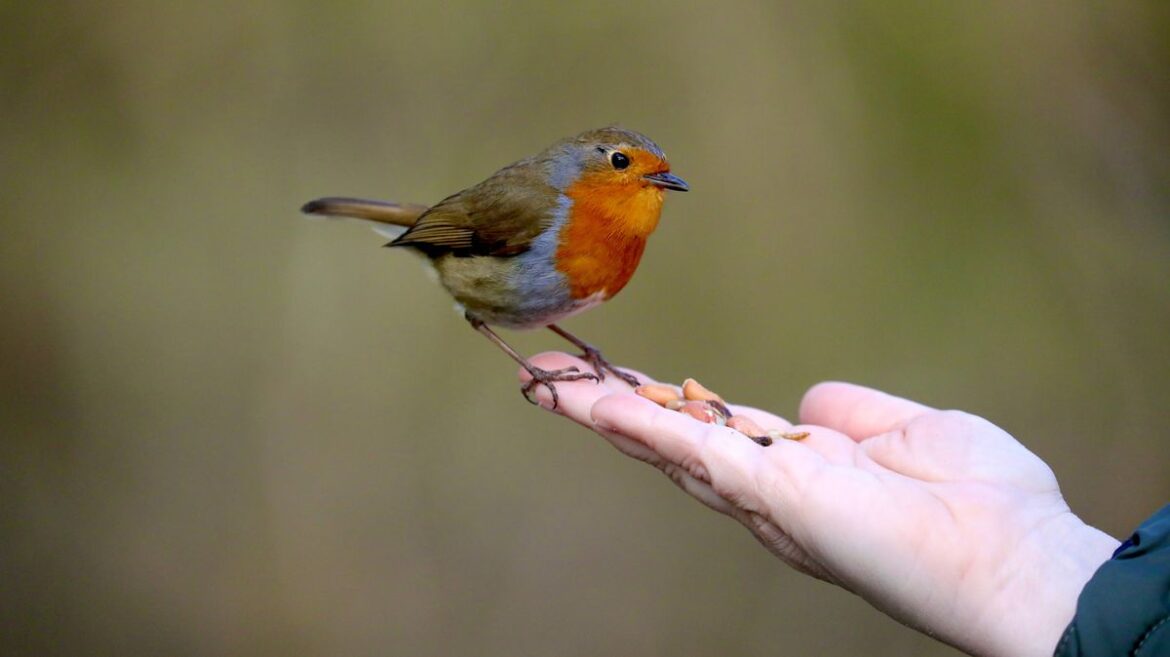 Robins will never leave your garden if you add 1 popular shrub Devon Live
