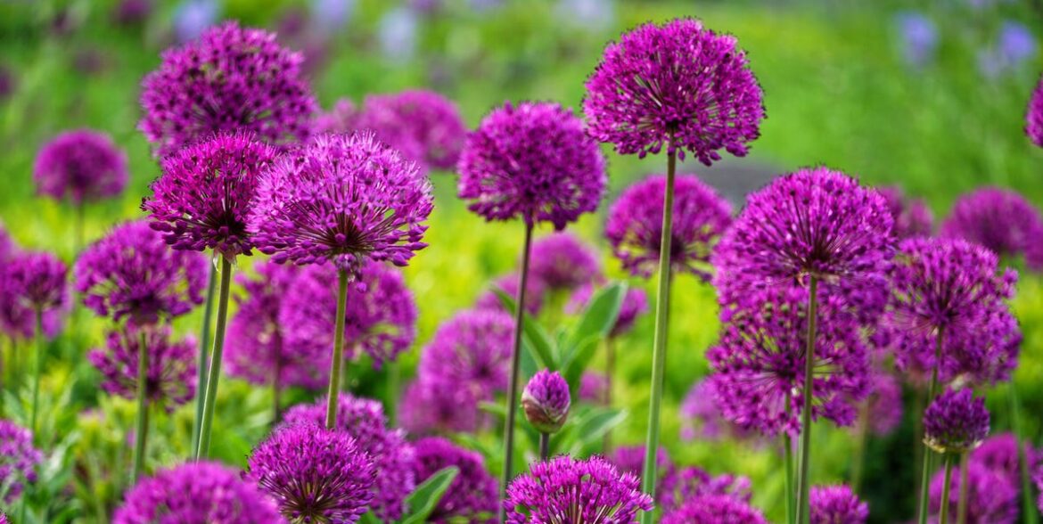 12 Most Underrated Garden Flowers You’re Not Growing Yet – Including Chocolate-Scented Cosmos 12 Most Underrated Garden Flowers You’re Not Growing Yet – Including Chocolate-Scented Cosmos