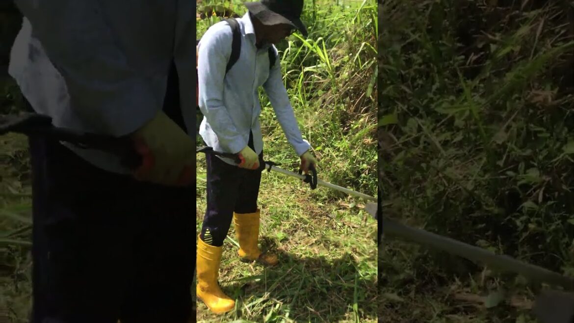 Satisfying Lawn Transformation! 💥 Cutting Tall Grass Like Butter! ✨