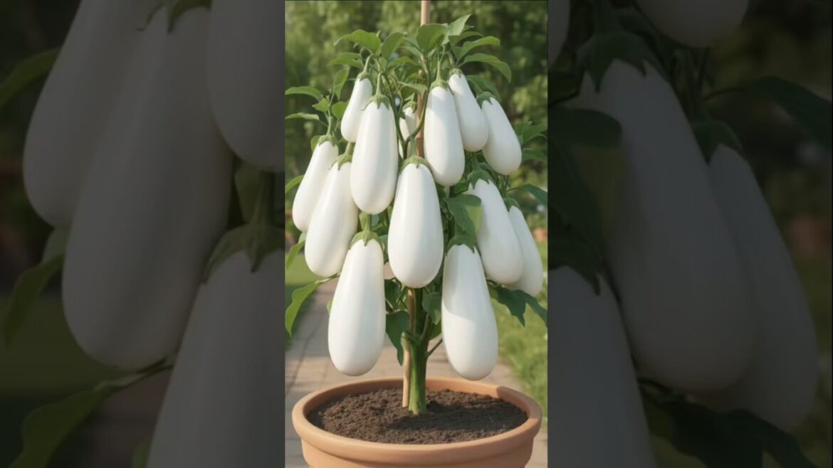 “Wait… White Baingan?! 😳🍆 | Rare Plant You Must See!”#shorts “Wait… White Baingan?! 😳🍆 | Rare Plant You Must See!”#shorts