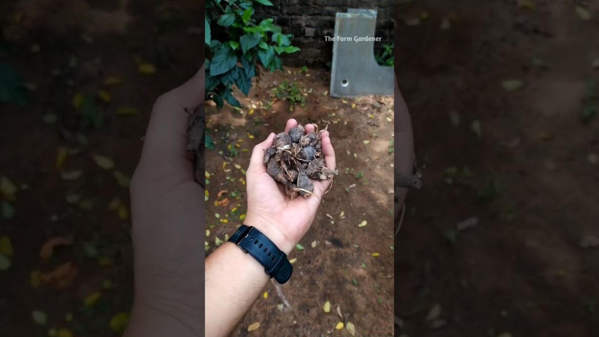 இதை வைத்து அழகான பூச்செடி வளர்க்கப்போகிறேன்🤯 #shorts #rainlilyflower #gardening இதை வைத்து அழகான பூச்செடி வளர்க்கப்போகிறேன்🤯 #shorts #rainlilyflower #gardening