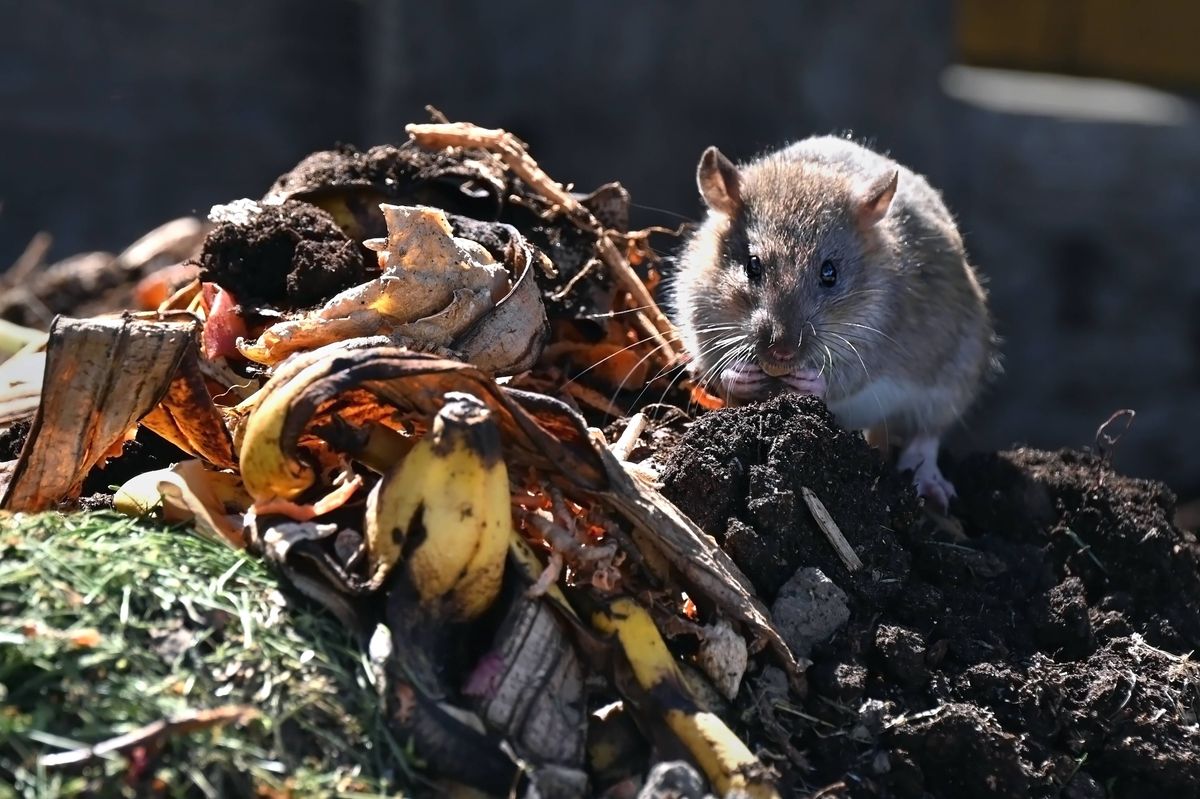 Close-up of brown rat foraging and eating food scraps on organic compost heap outdoors