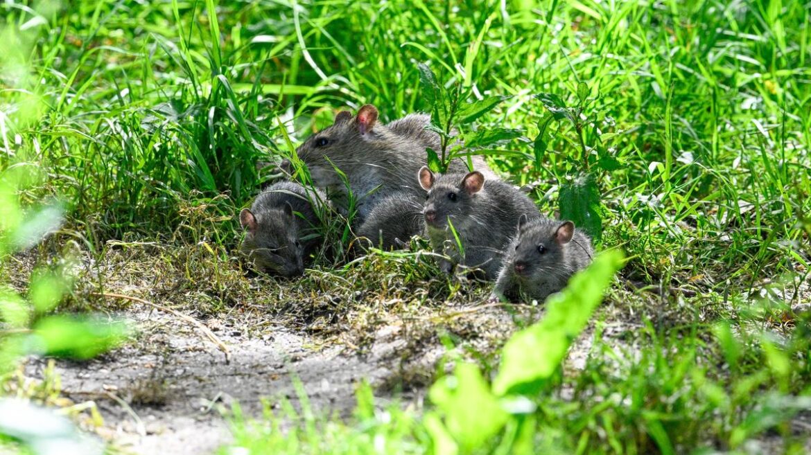 Monty Don says rats will stop entering your garden if you make 1 simple change Daily Mirror