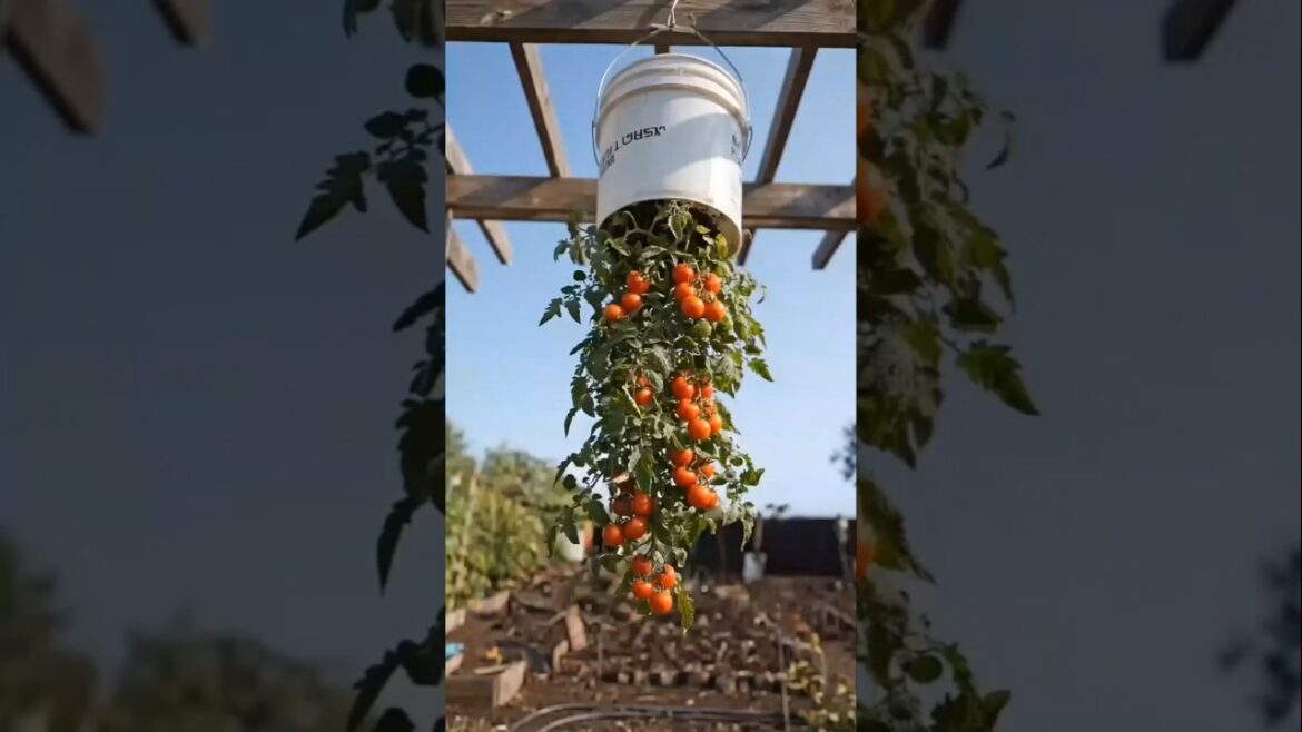 Don’t Grow Tomatoes Like This… Do THIS! 😱🍅 (Bucket Hack) #shorts Don’t Grow Tomatoes Like This… Do THIS! 😱🍅 (Bucket Hack) #shorts