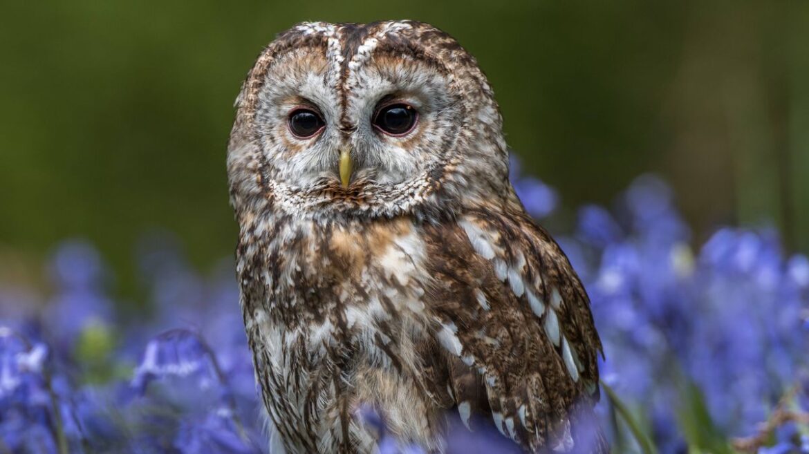 Owls will come into gardens as natural pest control if you do 30-second task Daily Mirror