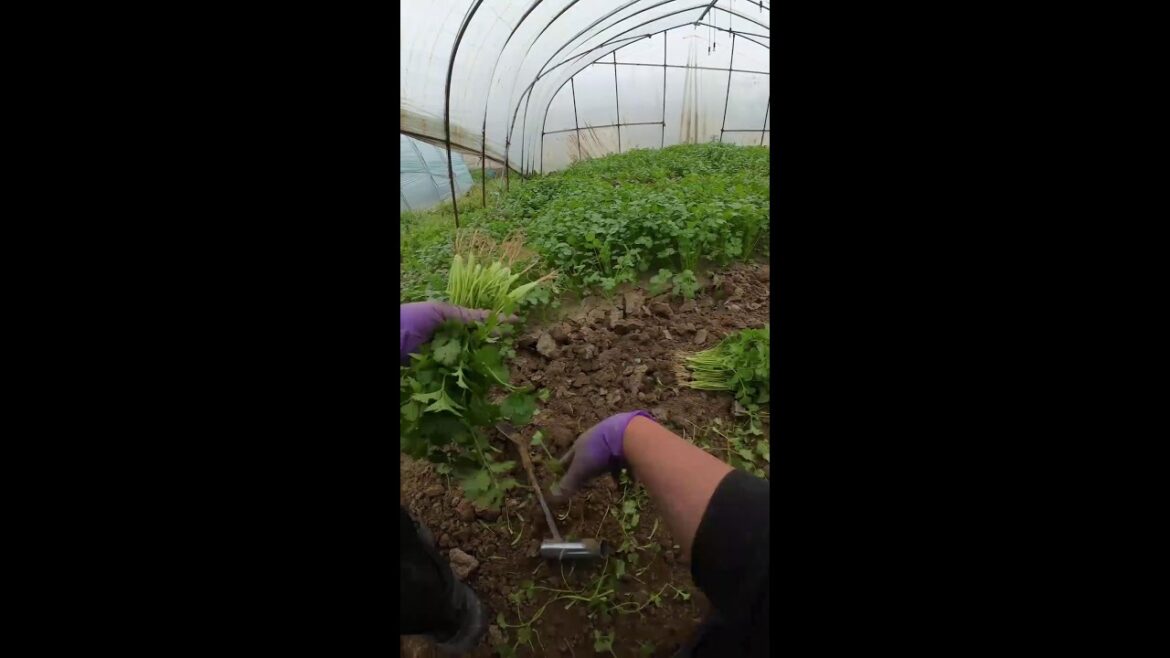 Vegetable gardening