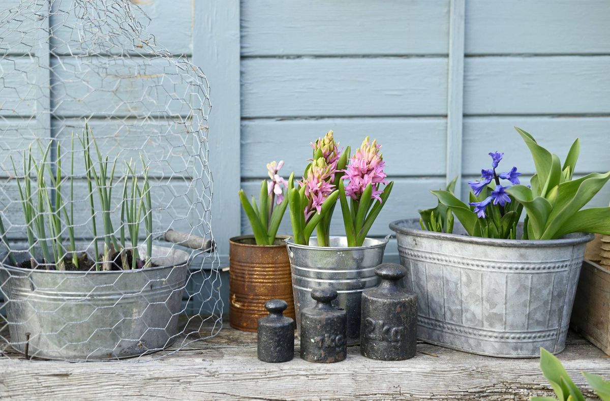 Vintage garden scene with hyacinths and weights