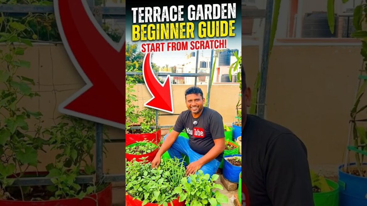 Terrace Garden for Beginners #terracegardenindia #terracegarden #viral #gardening #shorts #garden Terrace Garden for Beginners #terracegardenindia #terracegarden #viral #gardening #shorts #garden