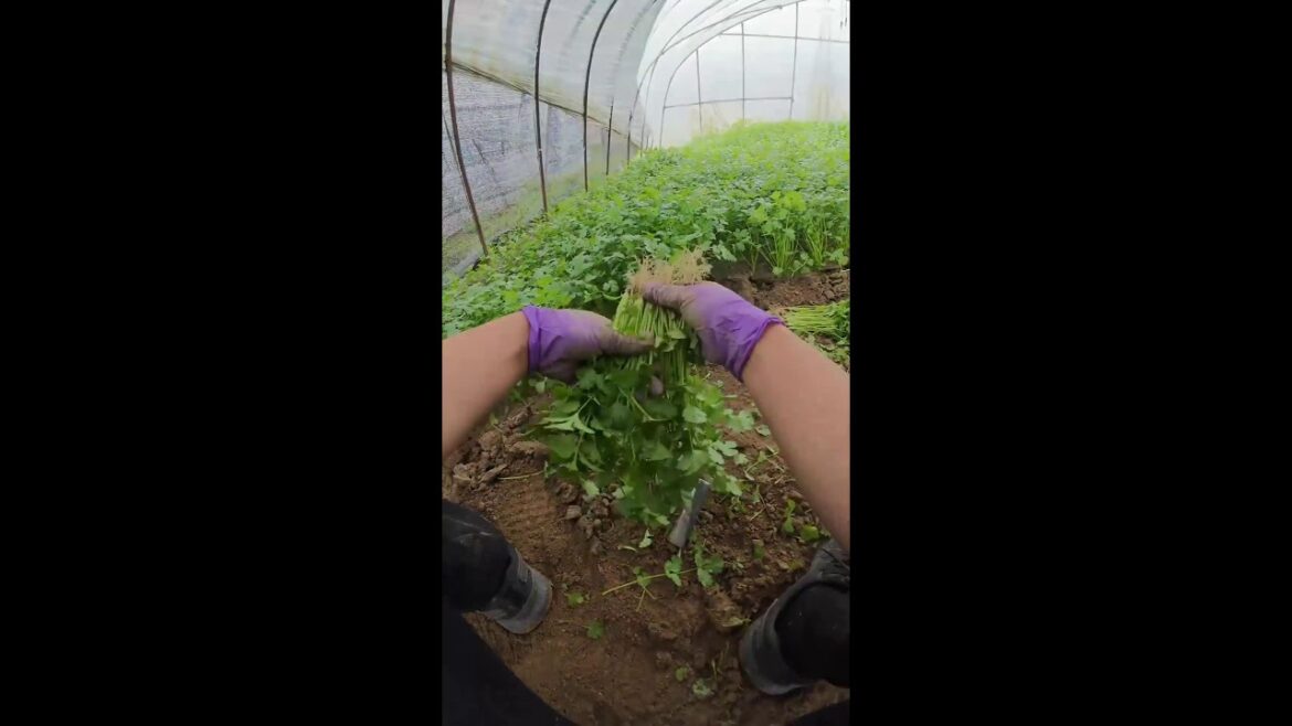 Vegetable gardening