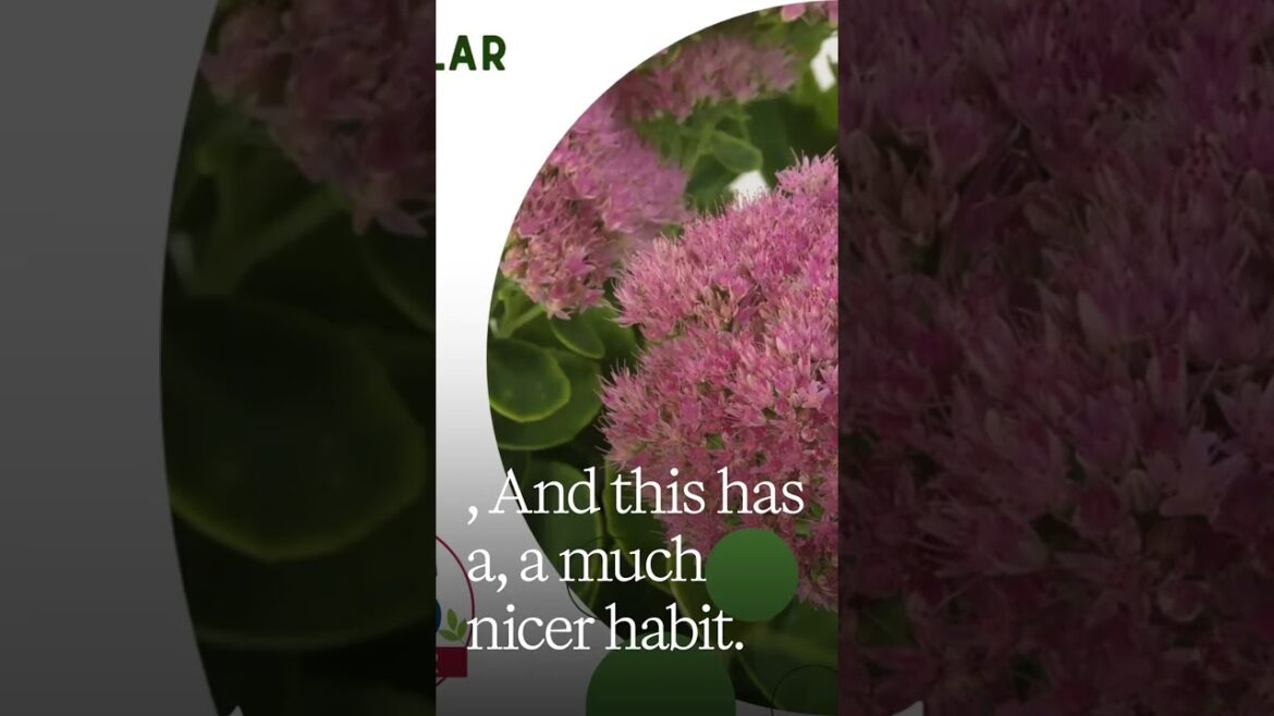 All-America Selections Flowers & Vegetables: Don’t Let Your Sedum Flop This Year! 🪴The Sedum Problem No One Warned You About🐕#sedum #garden #aas Don't Let Your Sedum Flop This Year! 🪴The Sedum Problem No One Warned You About🐕#sedum #garden #aas