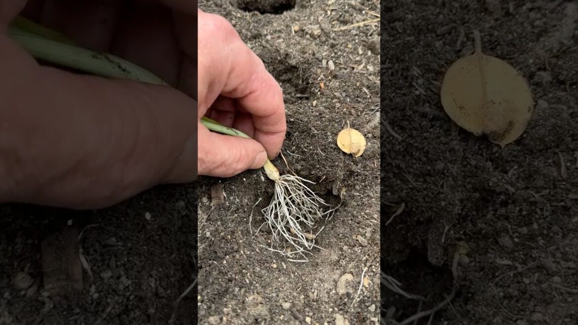 How to Grow & Plant Onions #garden