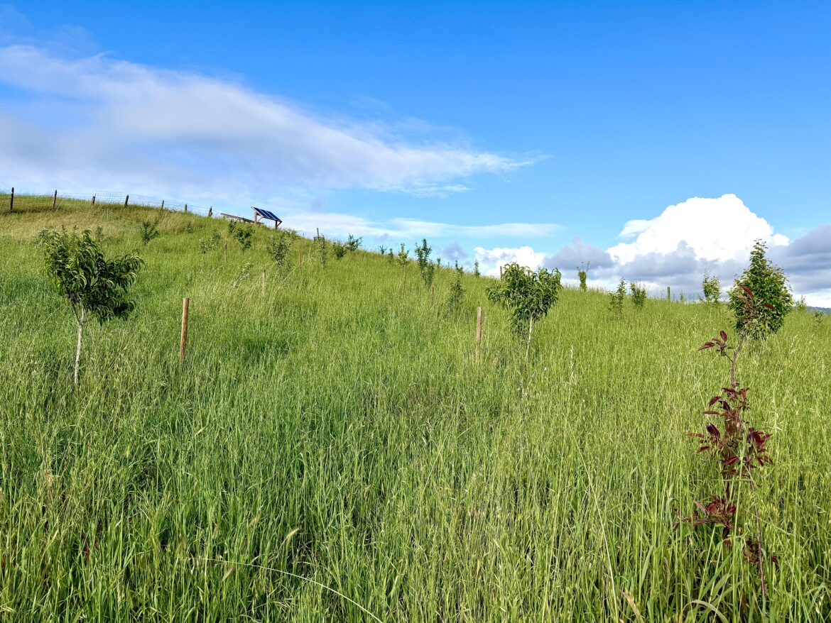 I’m just happy my baby orchard finally stands taller than the springtime grass
