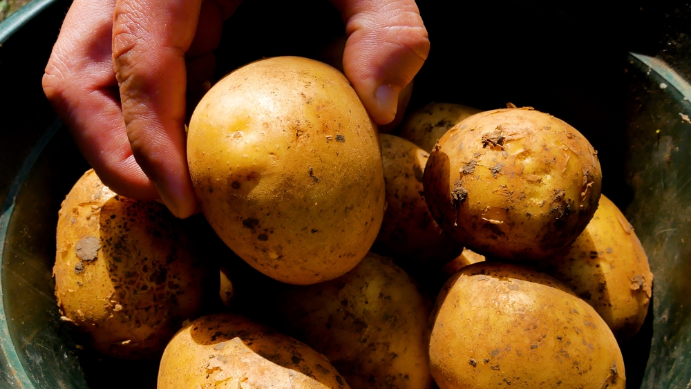 The ‘Survival’ Garden: 7 Essential Crops Every Budget Gardener Needs Now The ‘Survival’ Garden: 7 Essential Crops Every Budget Gardener Needs Now