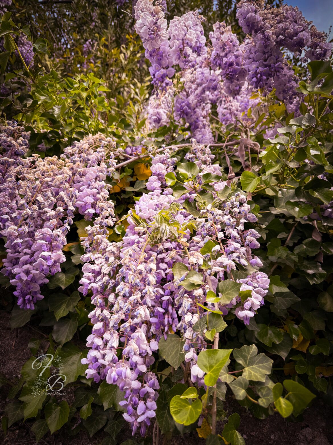 La magnifique Glycine en fleur🥰