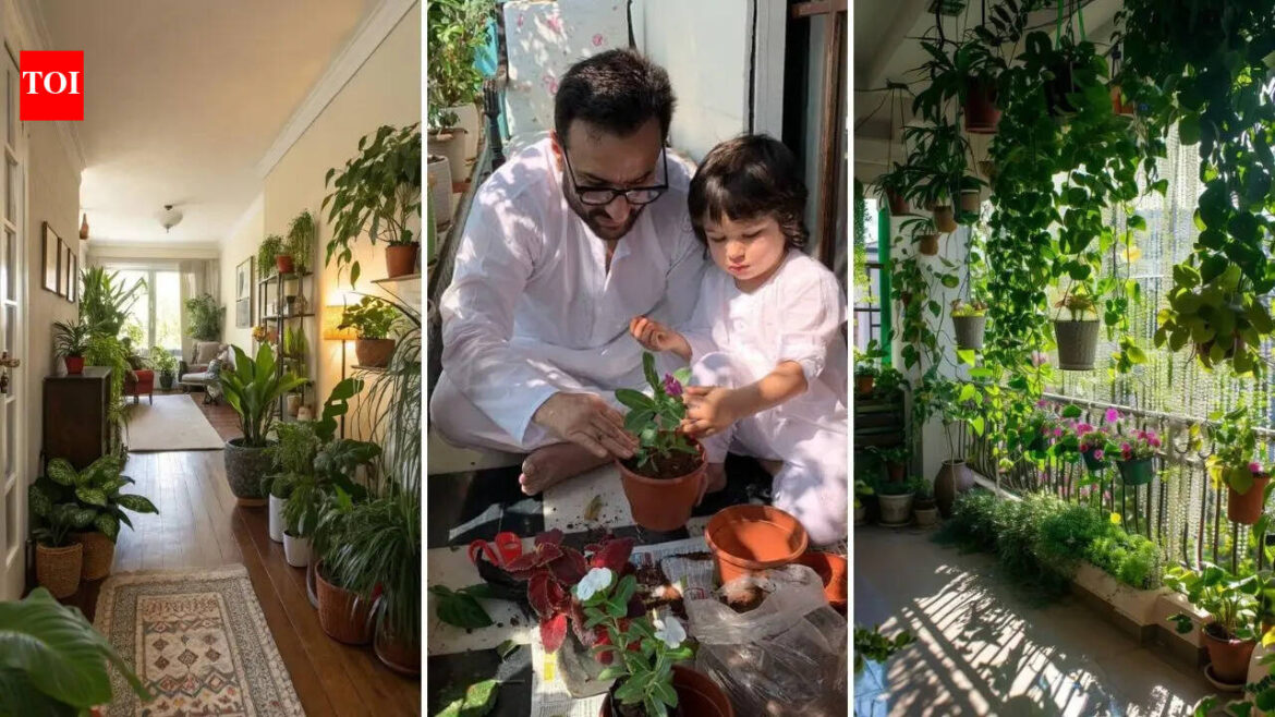 National Gardening Day: Houseplants are the new statement pieces | Events Movie News National Gardening Day: Houseplants are the new statement pieces | Events Movie News