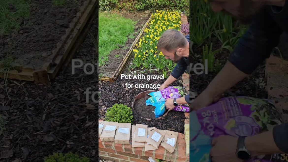 Gladiolus planting in pot #planttherapy #gardening #gardeningtips #gardening101 #planting #garden