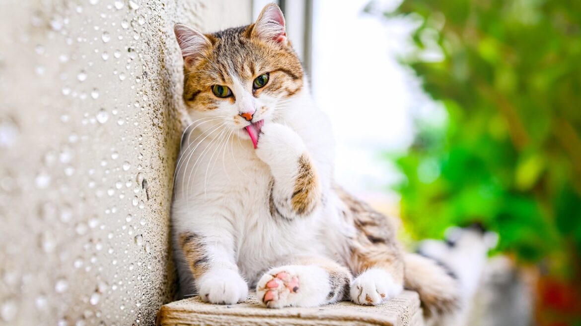 Rain Ruined Garden Cats’ Plans | No AI, No Music Rain Ruined Garden Cats' Plans | No AI, No Music