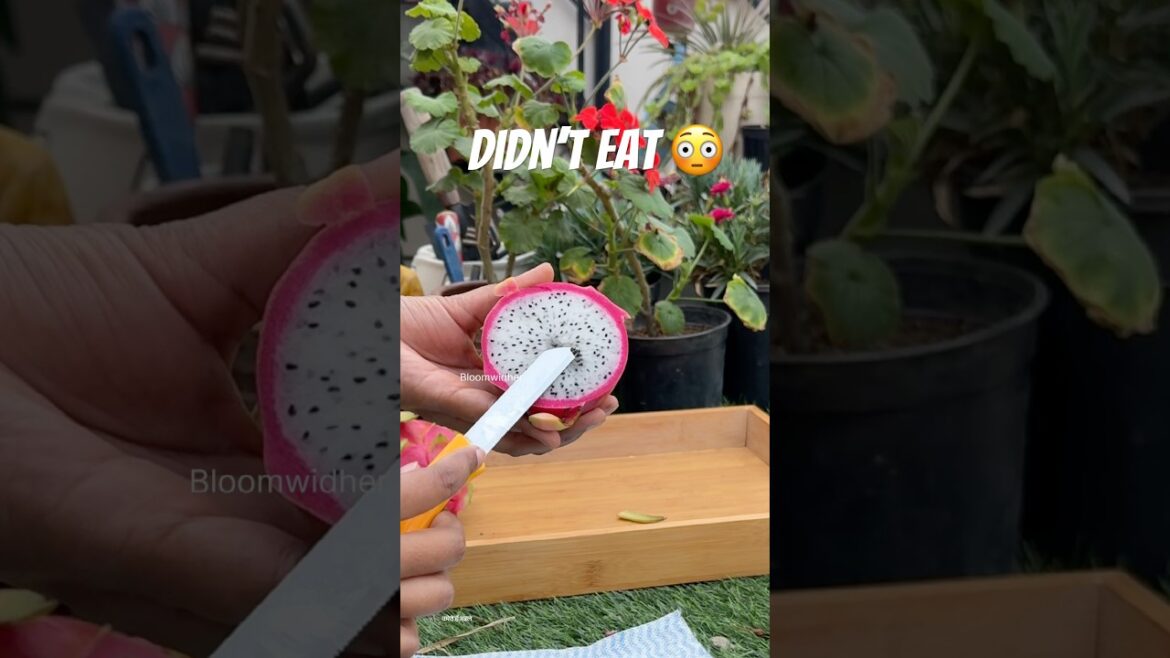 Can You Grow Dragon Fruit from Seeds? 👀🌵#gardening #shorts