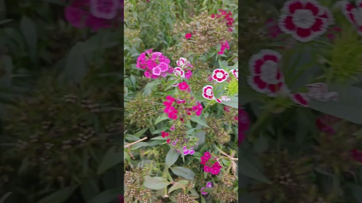#flowerphotography #flower #flowers #flowerphotography #flowergarden #fyp #nature #naturelovers #new #flowerphotography #flower #flowers #flowerphotography #flowergarden #fyp #nature #naturelovers #new