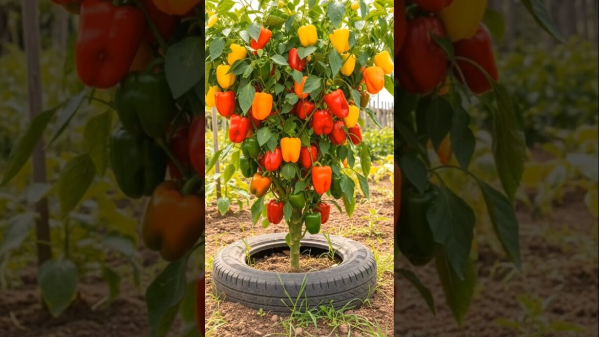 🌶️ Amazing Bell Pepper Tree Growing Hack in Old Tire 😱🍅 | 100+ Peppers on One Plant!#shorts