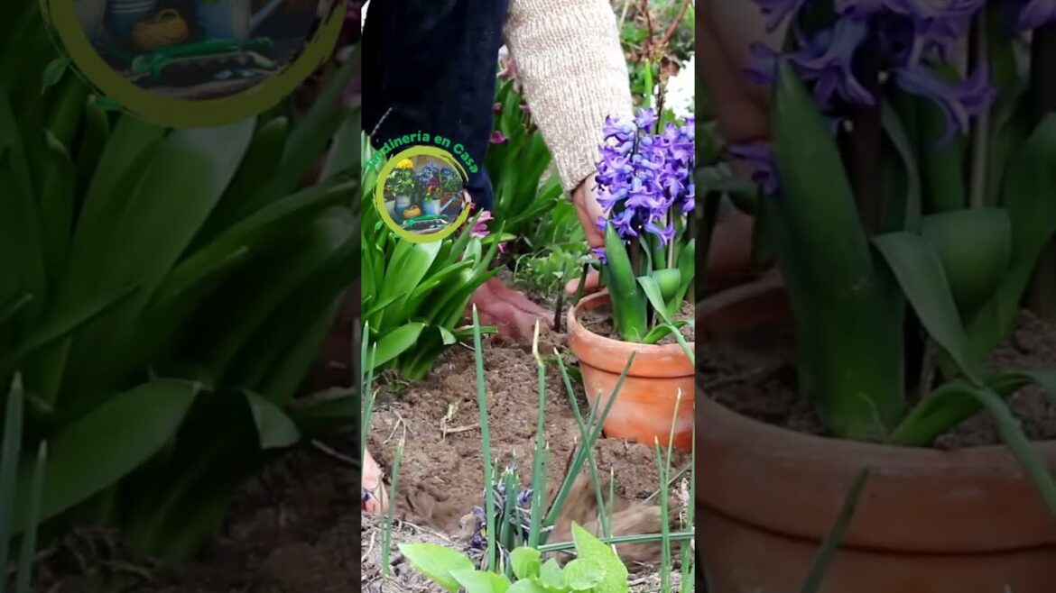 Tip Jardinero   Fertilizante a base de  cenizas
