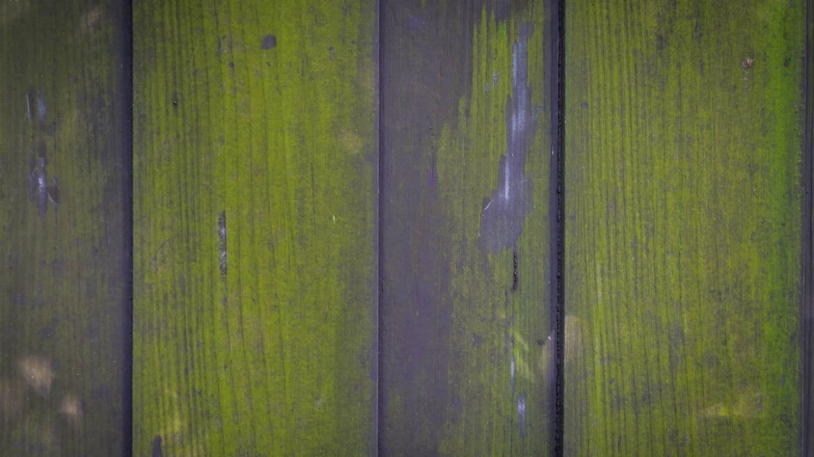 Green algae will disappear from garden fences with 57p natural solution Devon Live