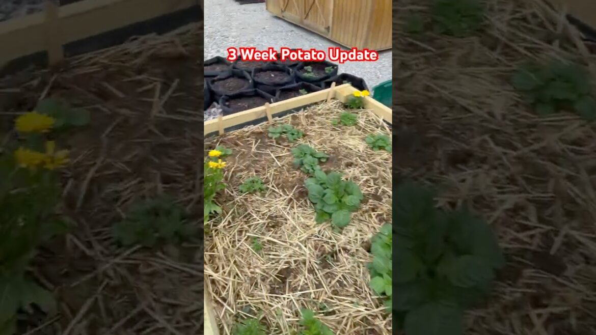 Potatoes 3 Weeks Later: Raised Bed Progress