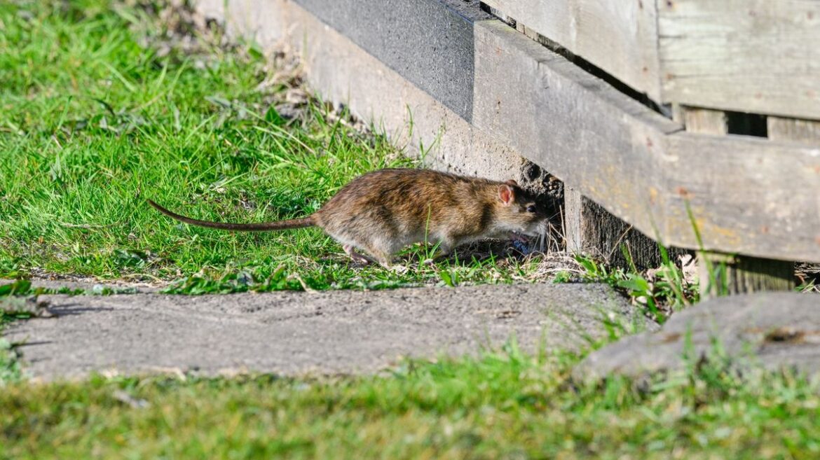 Monty Don and Alan Titchmarsh say avoid 1 thing to keep rats out of your garden Daily Record