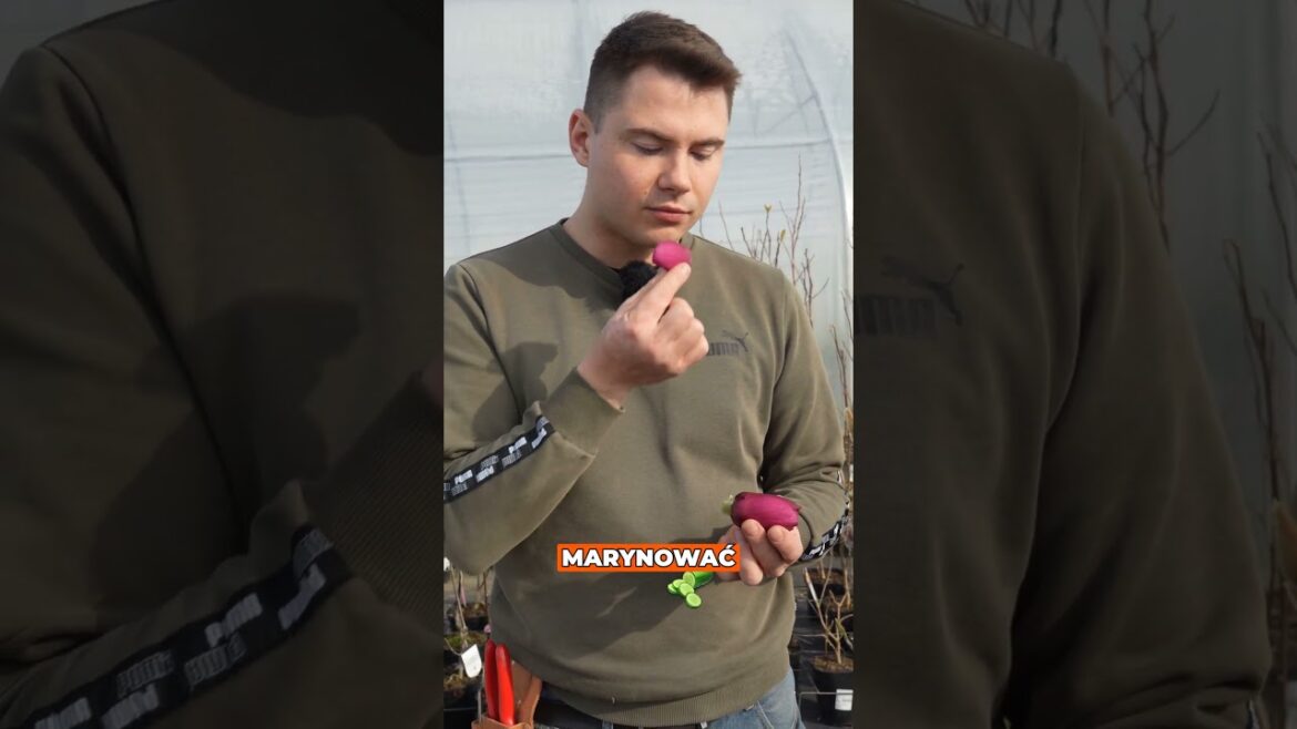 Magnolia do jedzenia? 🌸😲 TAK, ale…