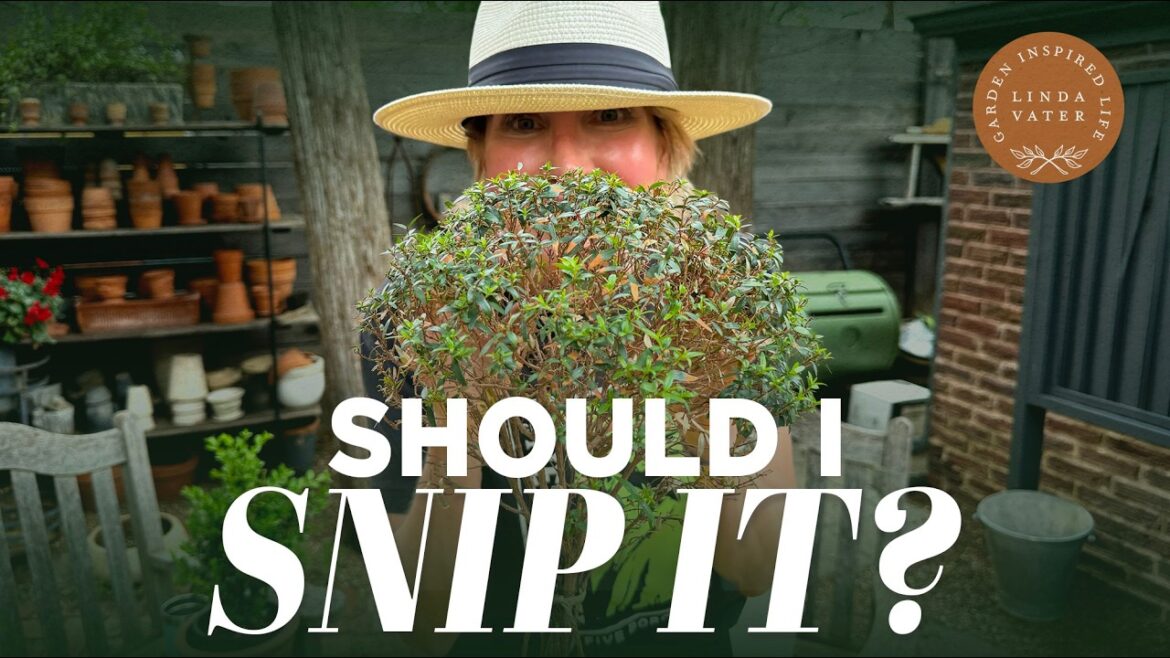 Please Help Me Make Some Garden Decisions!! | Linda Vater 🌿 Please Help Me Make Some Garden Decisions!! | Linda Vater 🌿