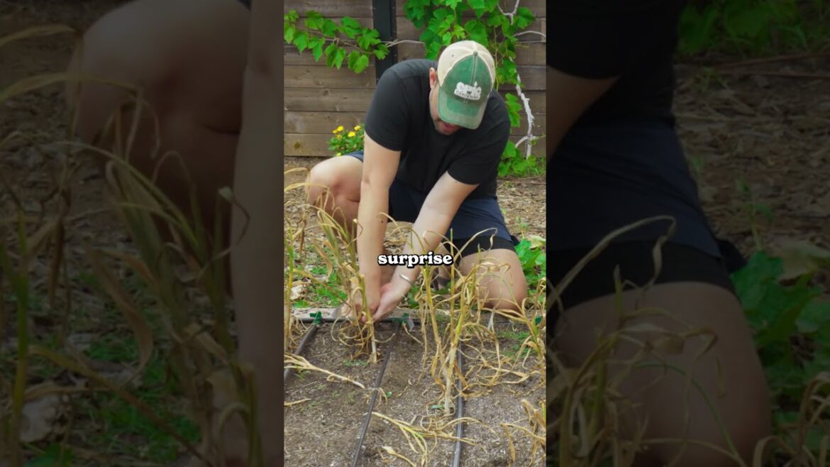 I grew garlic 7 different ways...