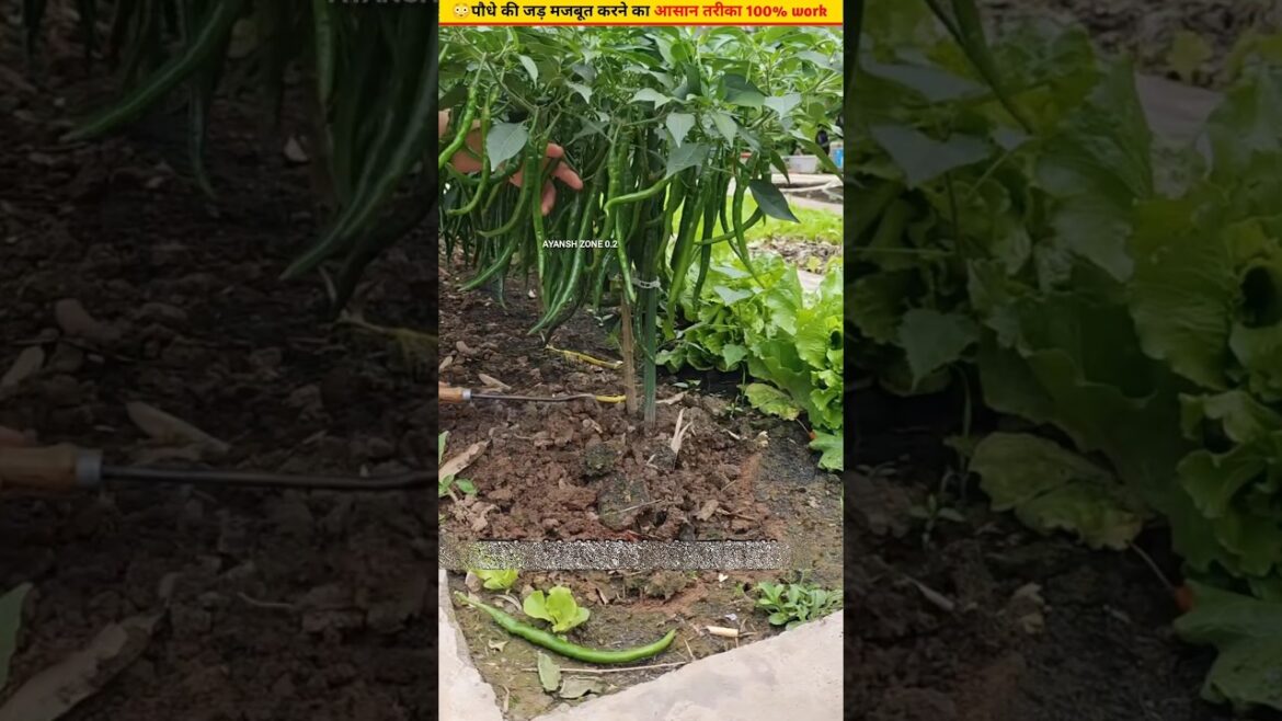 😲How to make vegetable plants stronger at home #gardening #ytshorts #shorts 😲How to make vegetable plants stronger at home #gardening #ytshorts #shorts