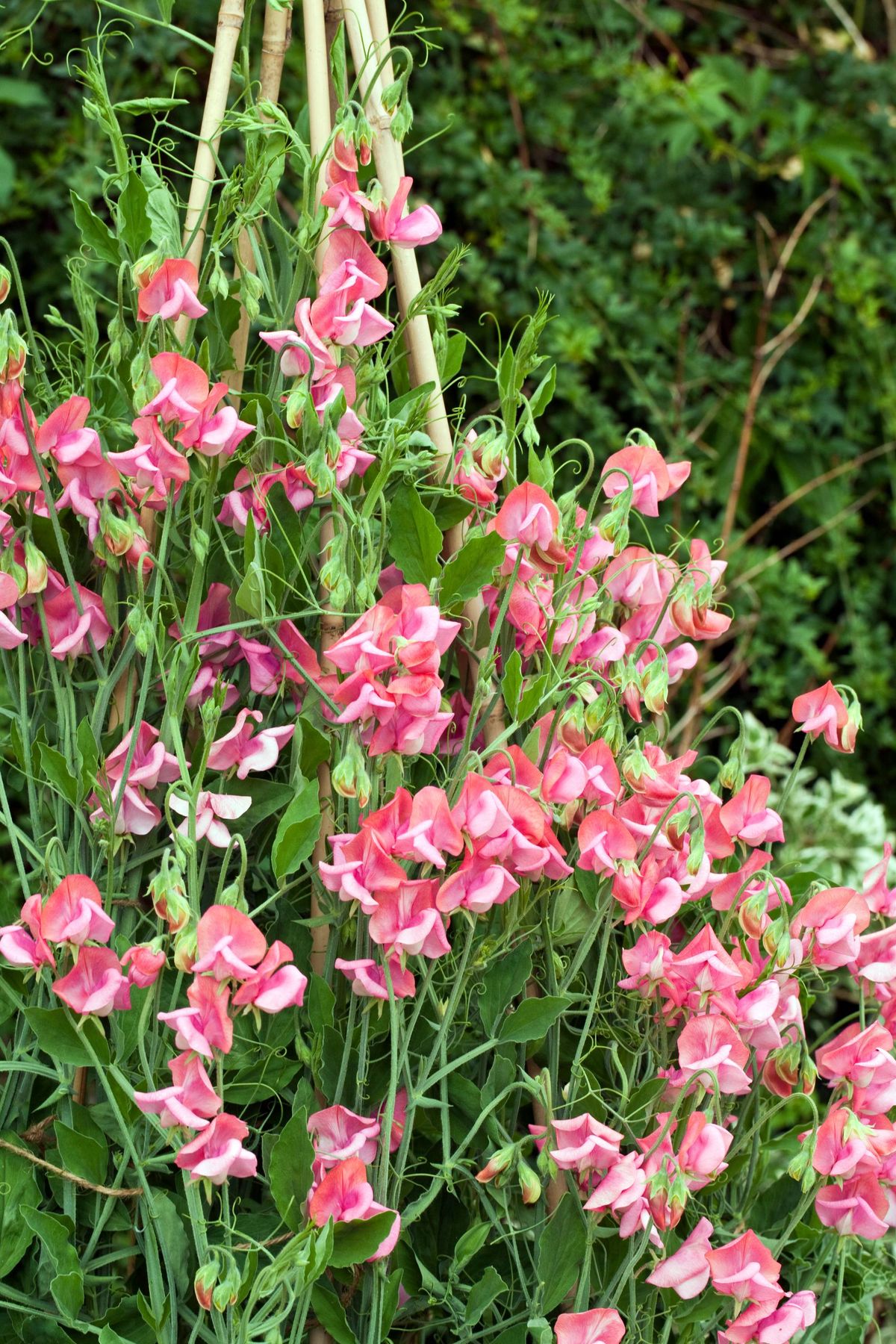 Pink Sweet Peas (Lathyrus odoratus)