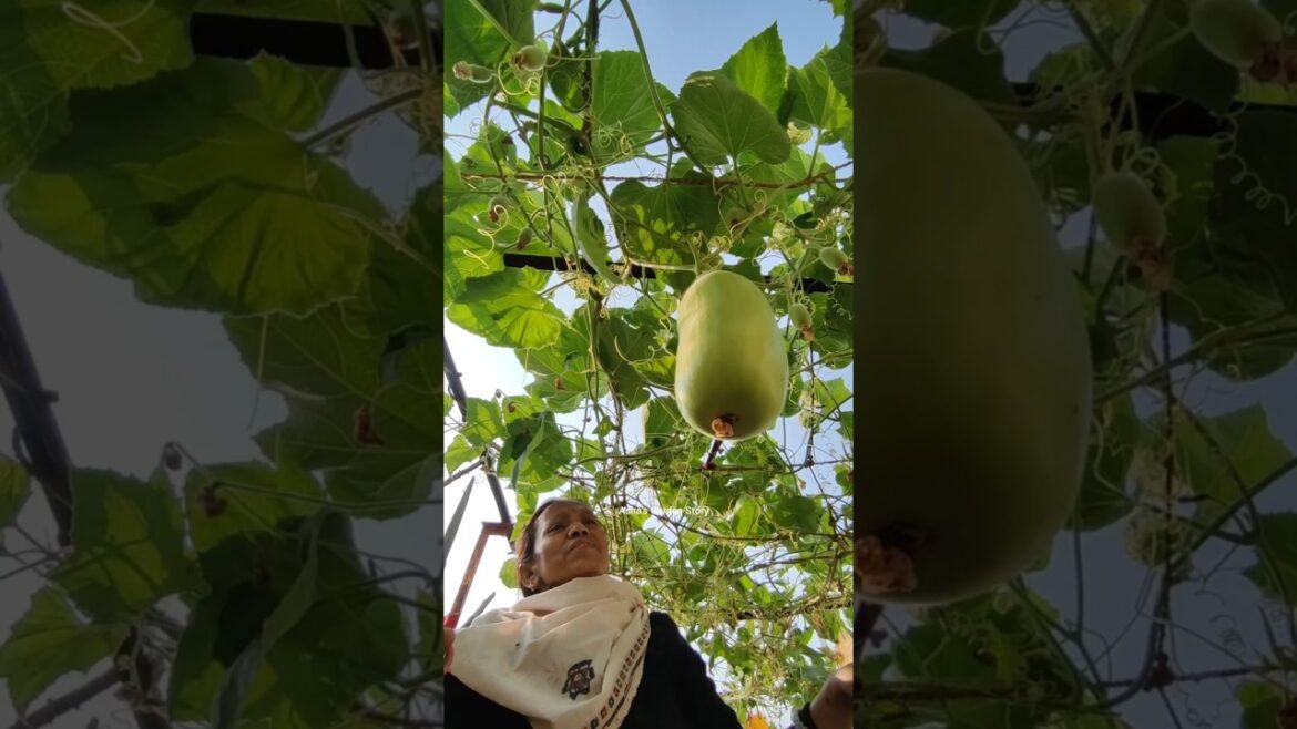 Vegetable🥬Container😌Gardening🔥#ashasgardenstory#shorts