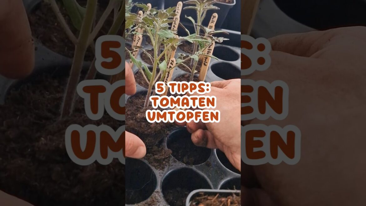 Tomaten umtopfen! 🍅 5 Tipps für Anfänger #Gemüsegarten #Gemüsenbeet #Gemüseanbau #Tomaten #Tomate