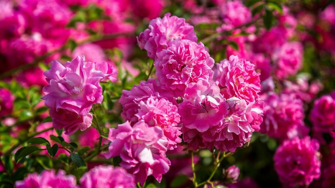 Alan Tichmarsh’s easy method to get roses ‘set up for the summer’ — do it now Daily Mirror