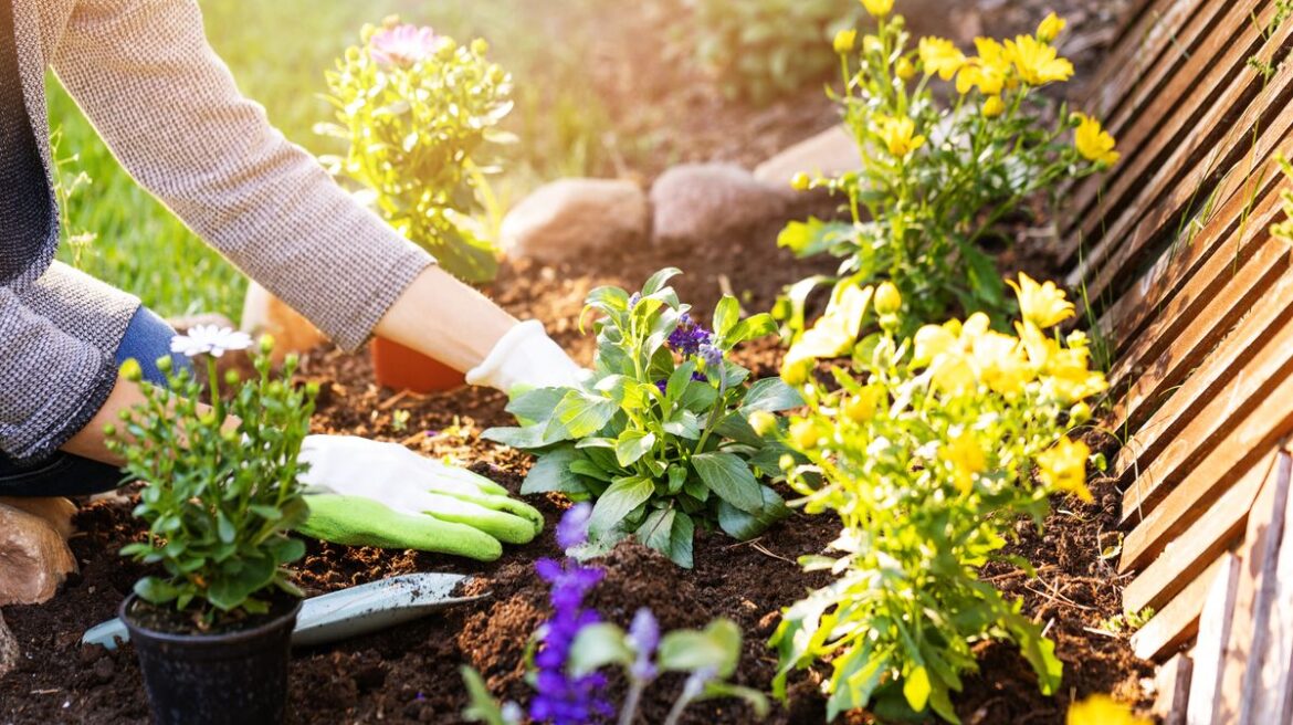 Gardeners urged to avoid key mistake that ‘does more harm than good’ — can kill plants Daily Mirror