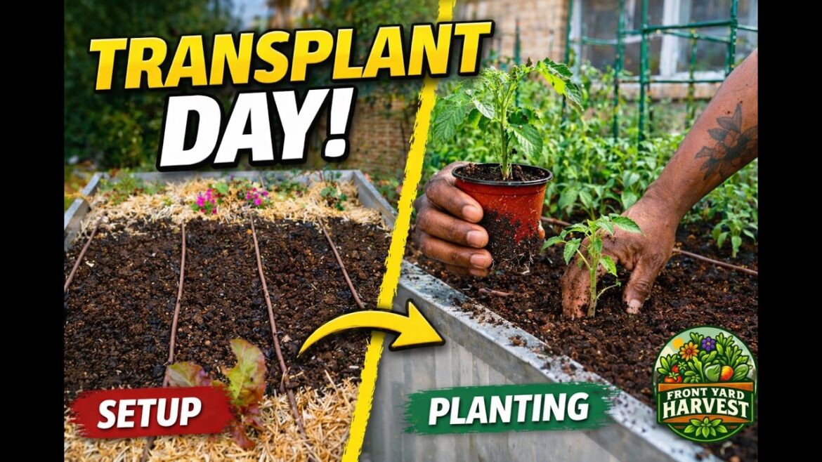 Transplant Day in My Front Yard Garden | Tomatoes, Peppers & More Transplant Day in My Front Yard Garden | Tomatoes, Peppers & More