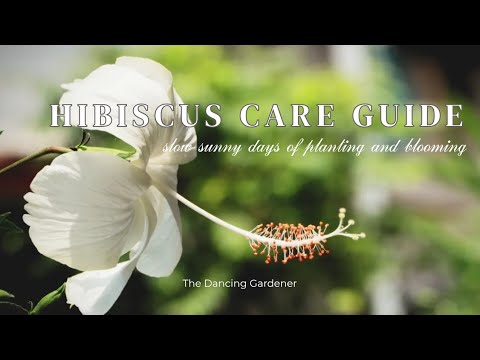 Hibiscus Plant Care Guide | Easy tips for beginners ( small garden) #asmr #slowliving #calmlife Hibiscus Plant Care Guide | Easy tips for beginners ( small garden) #asmr #slowliving #calmlife