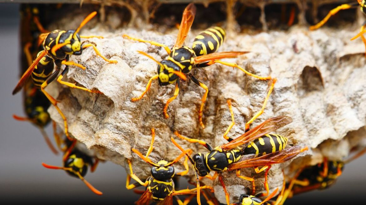 Stop wasps invading your home by placing 1 unlikely item in garden in April Daily Mirror