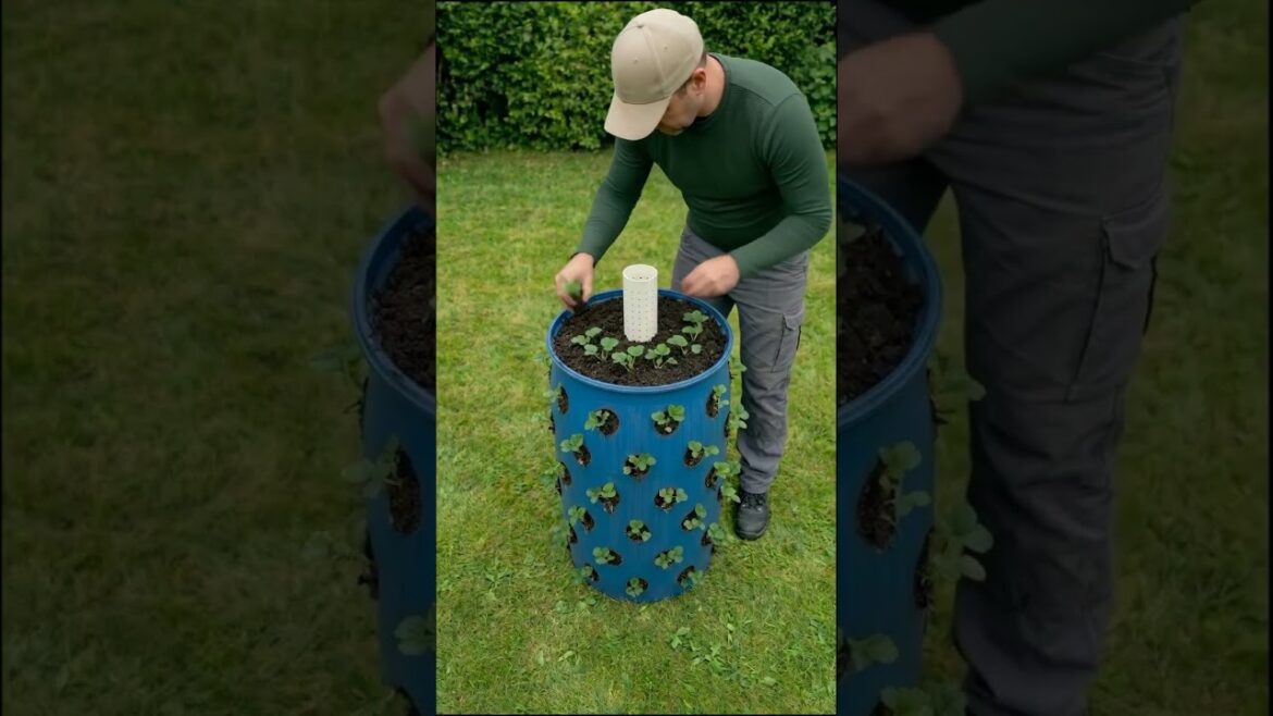 I Built a Massive Strawberry Tower From a Plastic Barrel I Built a Massive Strawberry Tower From a Plastic Barrel