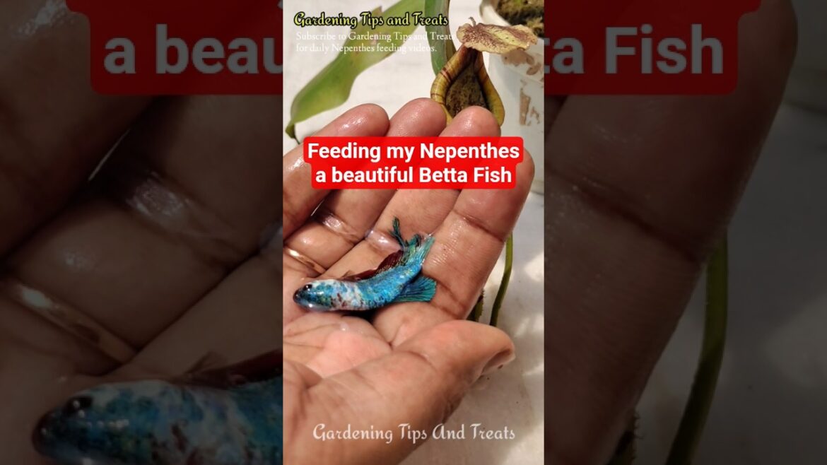 Feeding my Nepenthes a beautiful Betta Fish 🐟    #shorts #nepenthes  #carnivorousplant #pitcherplant