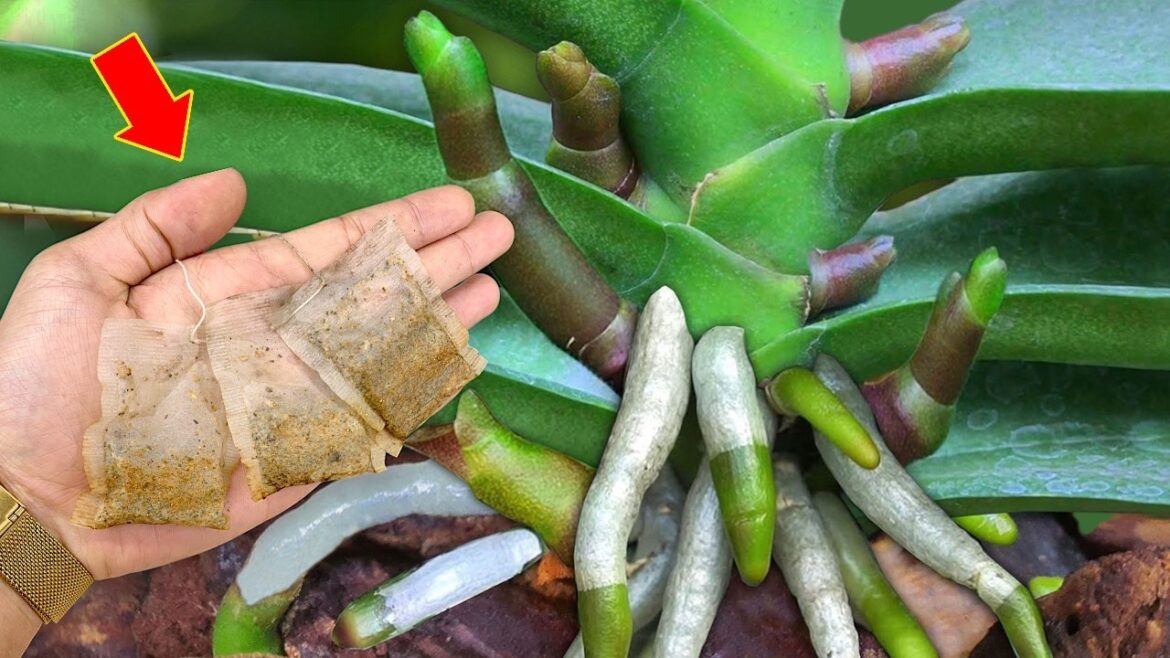 Just put it under the orchid! It will immediately bloom many new flowers all year round Just put it under the orchid! It will immediately bloom many new flowers all year round