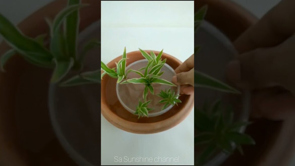 🔥Useful Gardening Tips and Tricks#shorts#balconygarden#plants#indoorplants 🔥Useful Gardening Tips and Tricks#shorts#balconygarden#plants#indoorplants