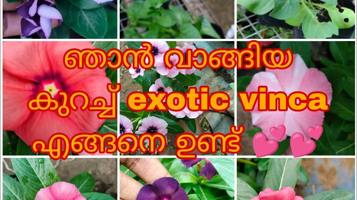 കുറച്ച് വെറൈറ്റി vinca plant വാങ്ങി അത് എങ്ങനെ ഉണ്ട്. Pets സർവീസ് വഴി വാങ്ങിയത് ആണ് കുറച്ച് വെറൈറ്റി vinca plant വാങ്ങി അത് എങ്ങനെ ഉണ്ട്. Pets സർവീസ് വഴി വാങ്ങിയത് ആണ്