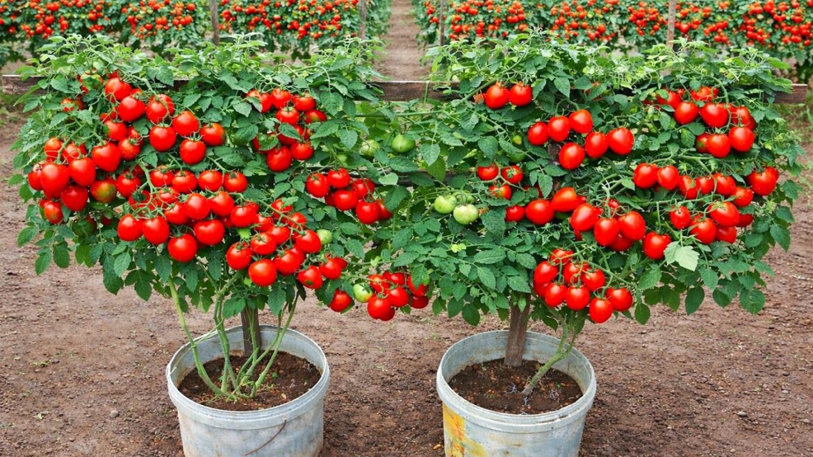 First Time Growing Tomatoes? Try This Easy Container Method 🍅 First Time Growing Tomatoes? Try This Easy Container Method 🍅
