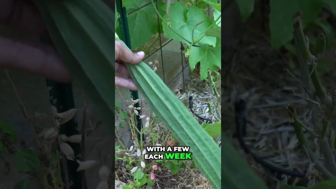 California Gardening: Ridge Gourd Harvest: Prolific Summer Yield! 🥒☀️ Ridge Gourd Harvest: Prolific Summer Yield! 🥒☀️